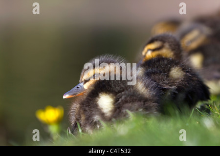 Mallard; Anas platyrhynchos; anatroccoli Foto Stock