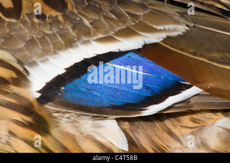 Mallard; Anas platyrhynchos; femmina speculum Foto Stock