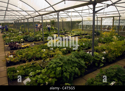 Il Beth Chatto e il giardino vivaio, Elmstead Market, Essex, Inghilterra Foto Stock