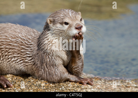 Asian breve artigliato Otter; Aonyx cinerea; animale in cattività Foto Stock