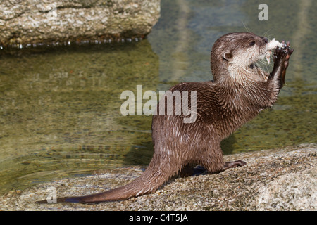 Asian breve artigliato Otter; Aonyx cinerea; animale in cattività Foto Stock