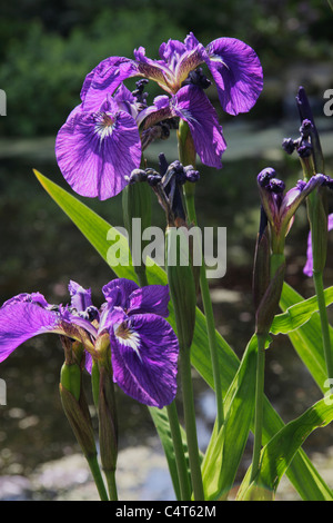 Iris La setosa fiori tricuspis Foto Stock