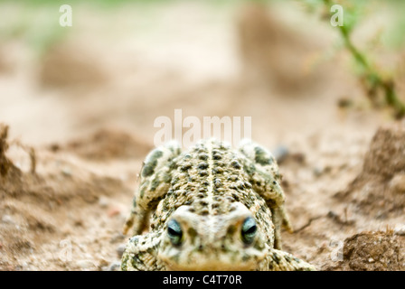 Rana sulla terra Foto Stock