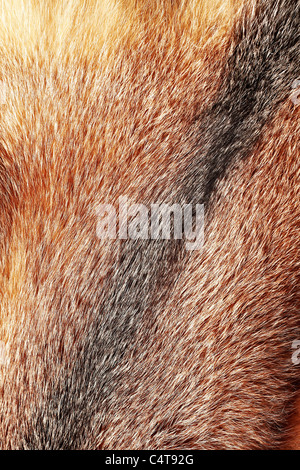 Red Fox fur texture come sfondo verticale Foto Stock