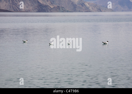 Pangong Tso Lake, Ladakh regione dello stato di Jammu e Kashmir India (Maggio 2011) Foto Stock