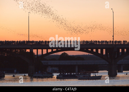 Austin, Texas Congresso pipistrelli Bridge Foto Stock