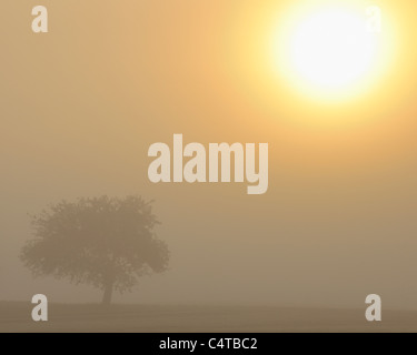 Melo, Marktheidenfeld, Franconia, Baviera, Spessart, Germania Foto Stock