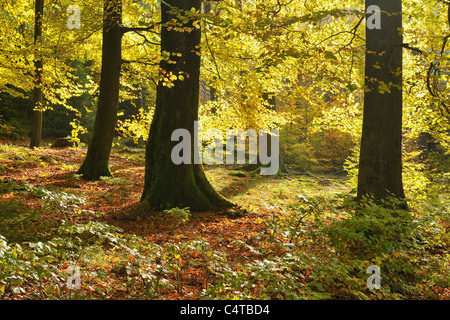 Foresta di faggio, Floersbachtal, Main-Kinzig-Kreis, Regione di Darmstadt, Hesse, Spessart, Germania Foto Stock