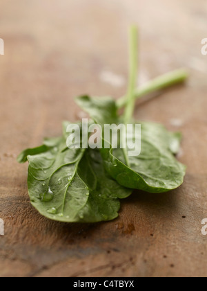 Foglie di spinaci Foto Stock