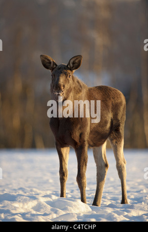 Alci, Europeo Elk (Alces alces), i capretti in piedi nella neve, Norvegia. Foto Stock