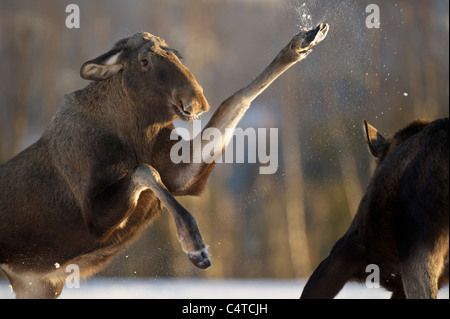 Alci, Europeo Elk (Alces alces). Le femmine in lotta per il cibo, Norvegia. Foto Stock