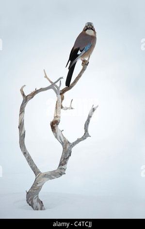 Eurasian Jay (Garrulus glandarius) appollaiato su un nodose morti ramo di pino fuori dalla neve. Foto Stock