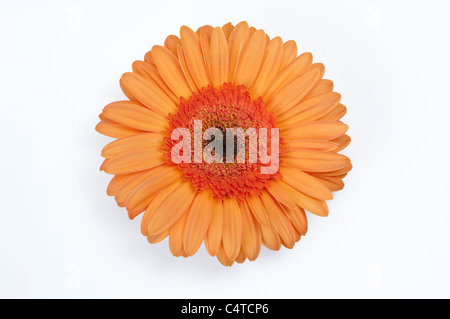 Barberton Daisy, Gerbera, Transvaal Daisy (Gerbera ibrido), fiore giallo. Studio Immagine contro uno sfondo bianco. Foto Stock