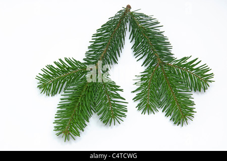 Abete del Caucaso, Nordmann abete (Abies nordmanniana), ramoscello. Studio Immagine contro uno sfondo bianco. Foto Stock