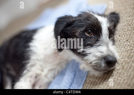 Un bianco e nero cane dorme sul tappeto accanto a un vaso di colore giallo Foto Stock