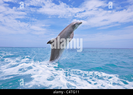 Comune di delfini Bottlenose salta fuori di acqua, il Mar dei Caraibi, Roatan, isole di Bay, Honduras Foto Stock