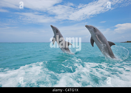 Comuni delfini Bottlenose salta fuori di acqua, il Mar dei Caraibi, Roatan, isole di Bay, Honduras Foto Stock