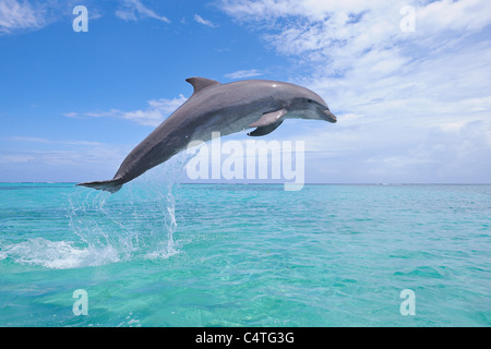 Comune di delfini Bottlenose salti in aria, mare dei Caraibi, Roatan, isole di Bay, Honduras Foto Stock