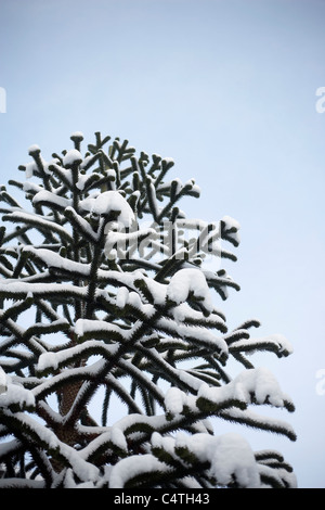 Coperta di neve albero, Essen, Ruhr, Renania settentrionale-Vestfalia, Germania Foto Stock