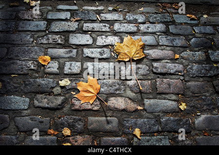 Foglie di autunno sull'acciottolato Foto Stock