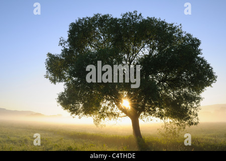 Sole che splende attraverso la struttura ad albero, Baviera, Germania Foto Stock