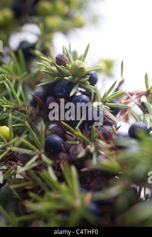 Bacche di ginepro crescente sul ramo Foto Stock