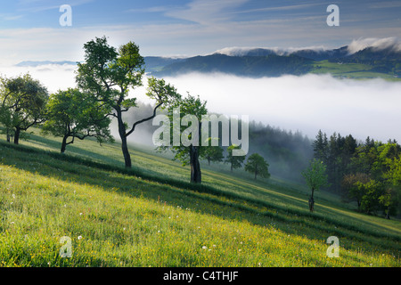 Nebbia di mattina oltre il paesaggio, Voralpenblick, Waidhofen an der Ybbs, Mostviertel, Austria Inferiore, Austria Foto Stock