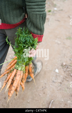 Persona che porta mazzo di carote fresche Foto Stock