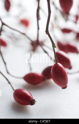 Bacche di rosa canina Foto Stock