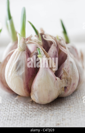 Germogli di aglio crescono fuori di spicchi di aglio Foto Stock