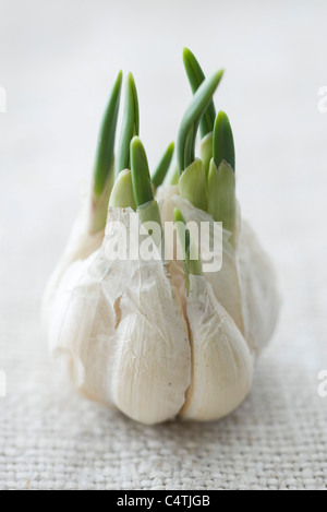 Germogli di aglio crescono fuori del bulbo aglio Foto Stock