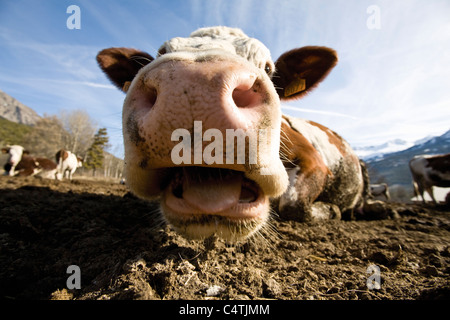 Vacca di muso, close-up Foto Stock