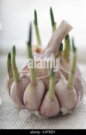 Germogli di aglio crescono fuori di spicchi di aglio Foto Stock