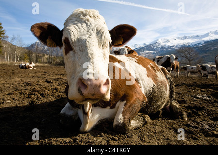 Mucca sdraiato, montagne sullo sfondo Foto Stock