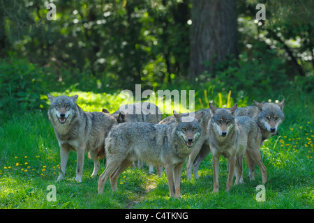 Pack di Lupi, Germania Foto Stock