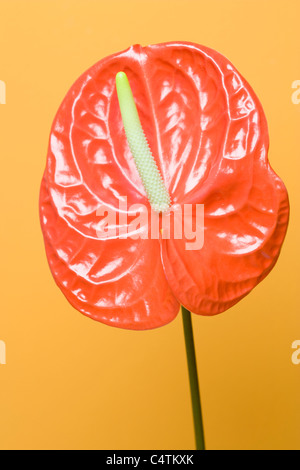 Close-up di Anthurium pianta Foto Stock