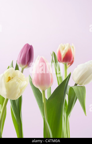 Varietà di tulipani Foto Stock