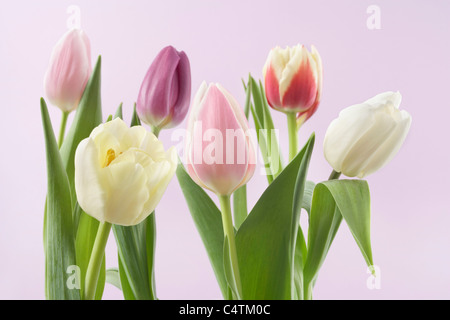 Varietà di tulipani Foto Stock