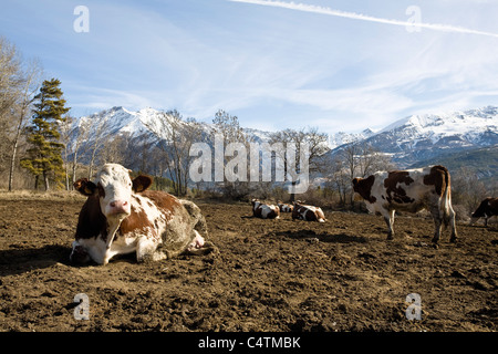 Bestiame in campo Foto Stock