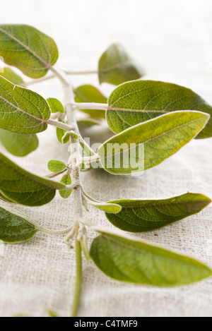 Origano, close-up Foto Stock