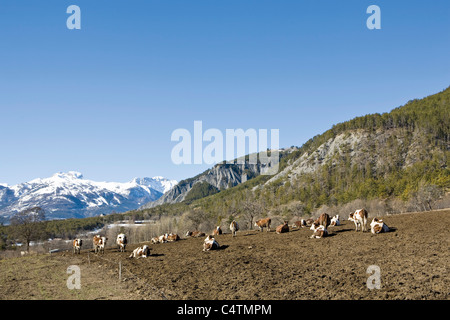 Bovini in campo, montagne innevate sullo sfondo Foto Stock