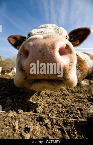 Vacca di muso, close-up Foto Stock
