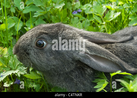 Piccolo coniglio è su un pascolo Foto Stock