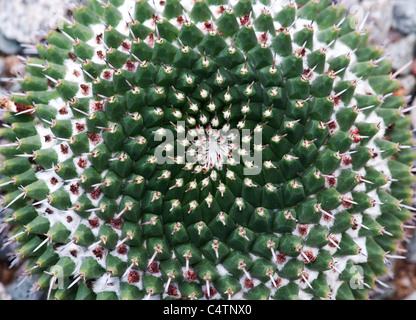 Mammillaria magnimamma . Puntaspilli messicano cactus Foto Stock