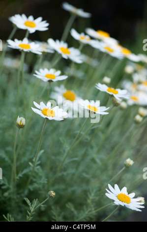 Anthemis punctata cupaniana ssp in fiore Foto Stock