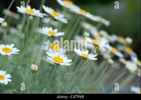 Anthemis punctata cupaniana ssp in fiore Foto Stock