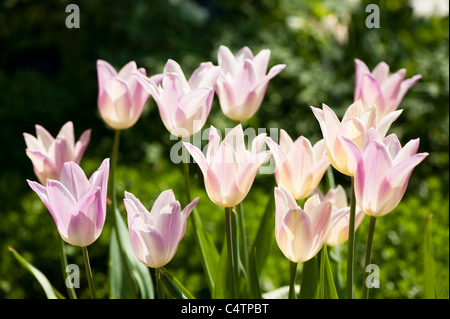 Tulipa "elegante Lady', Lily-Flowered tulipani in fiore Foto Stock