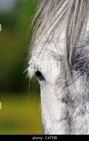 Un close-up di grigio di una testa di cavallo con molto triste occhio Foto Stock