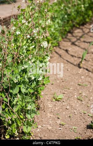 Pisum sativum 'Meteor' in fiore Foto Stock