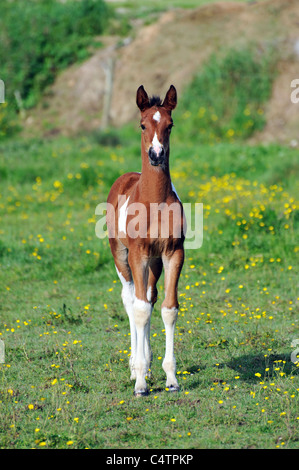 Molto giovane puledro di stare su un campo Foto Stock